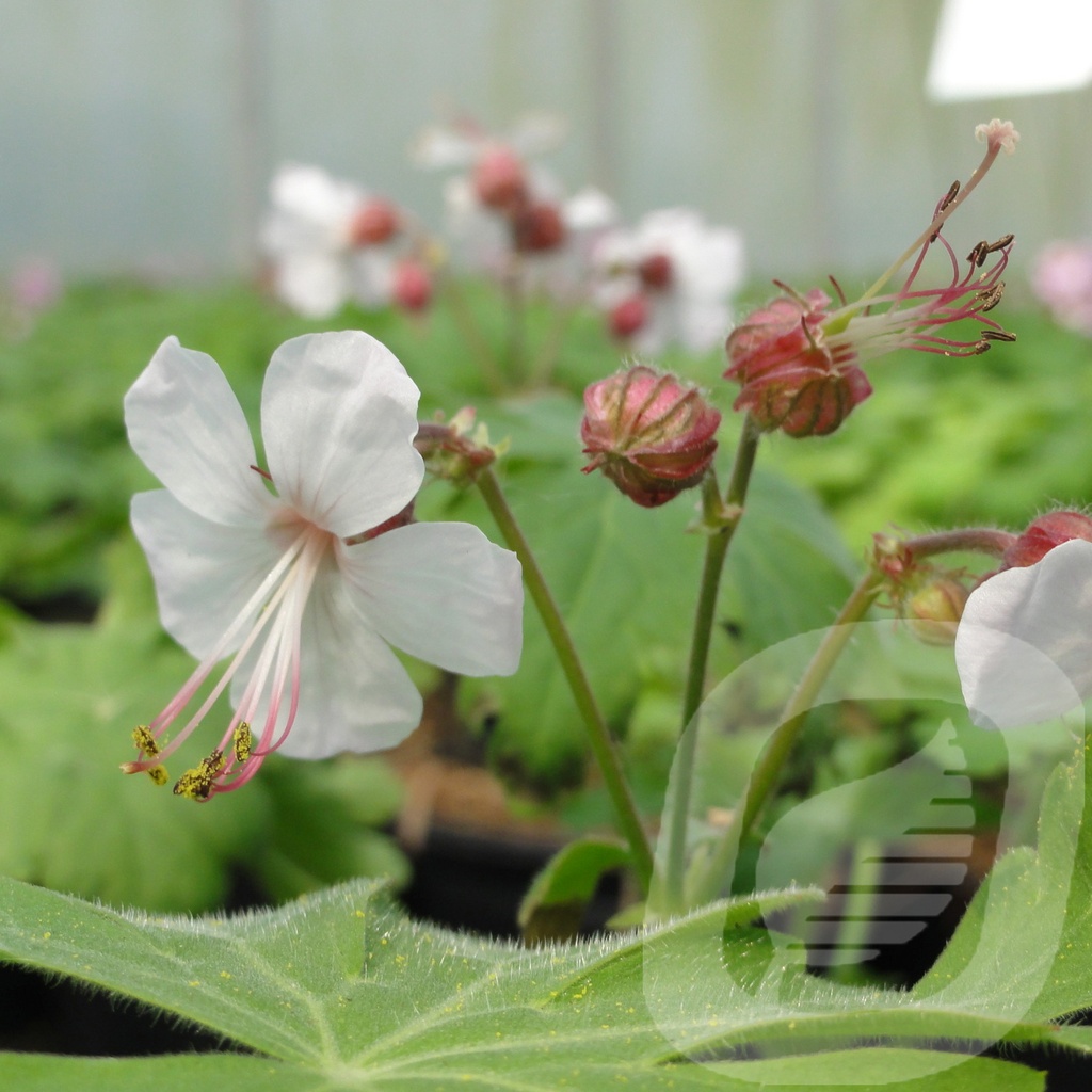 Geranium macr. 'Spessart'