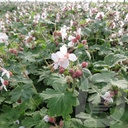 Geranium macr. 'Spessart'