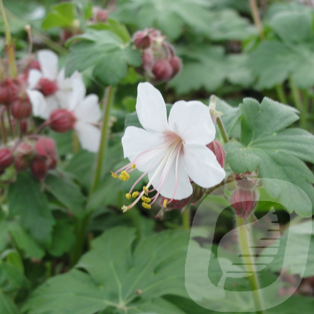 Geranium macr. 'Spessart'