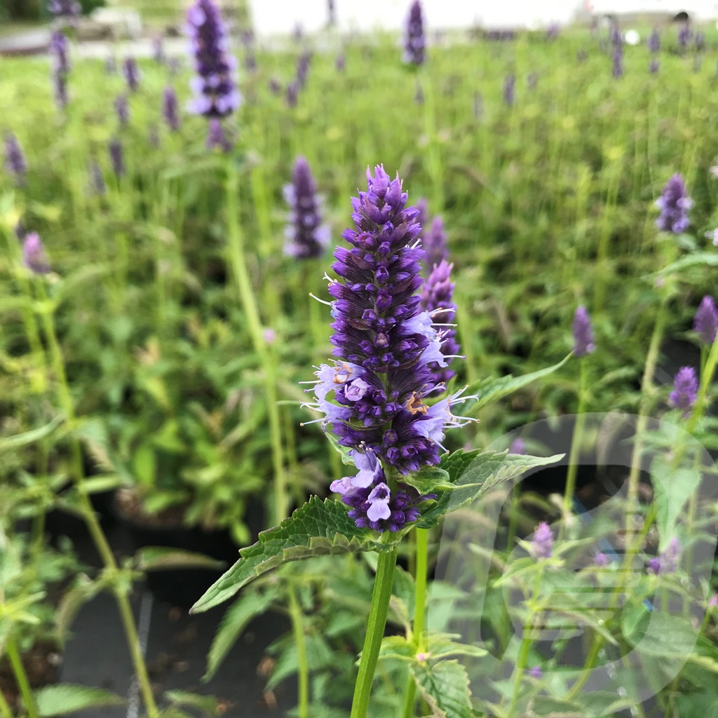 Agastache 'Black Adder'