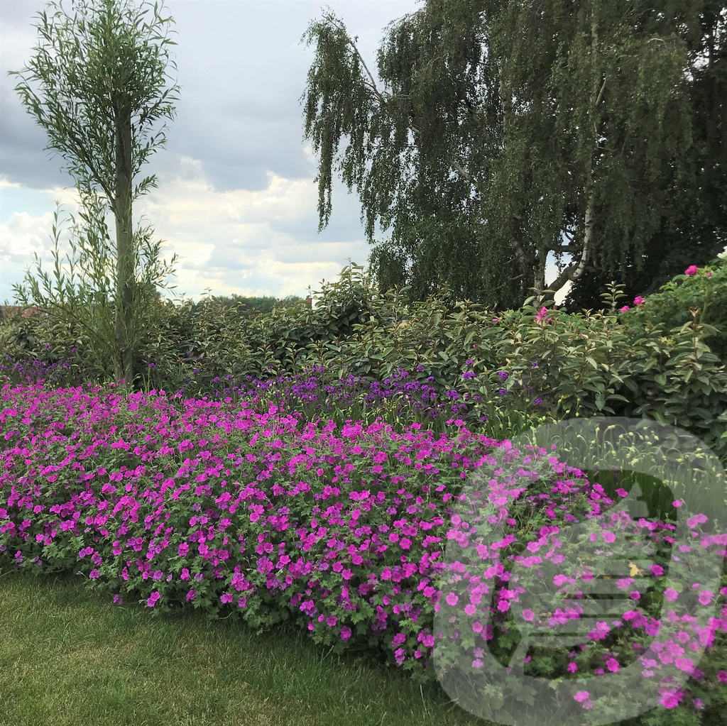 Geranium 'Russel Prichard'