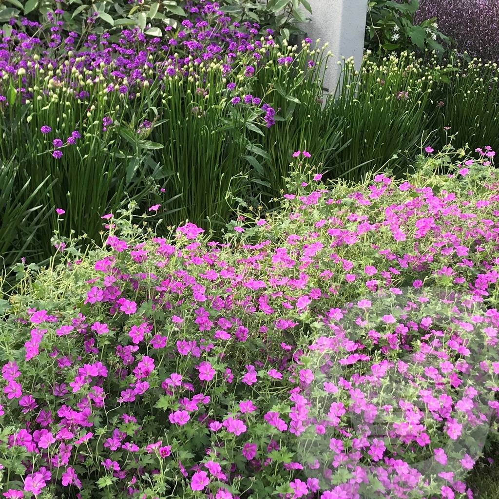Geranium 'Russel Prichard'