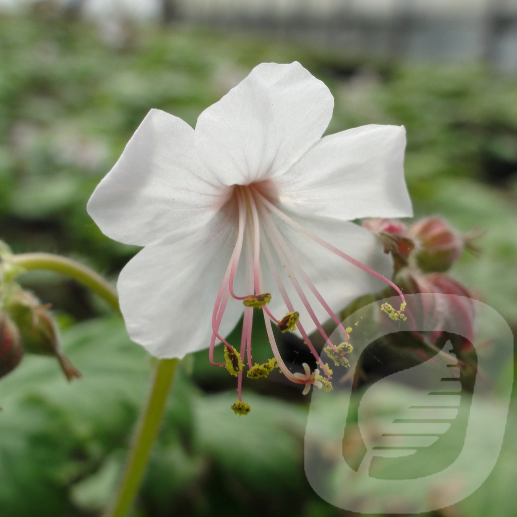 Geranium macr. 'Spessart'