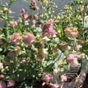 Origanum 'Kent Beauty'