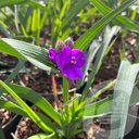 Tradescantia 'JS Brainstorm'®