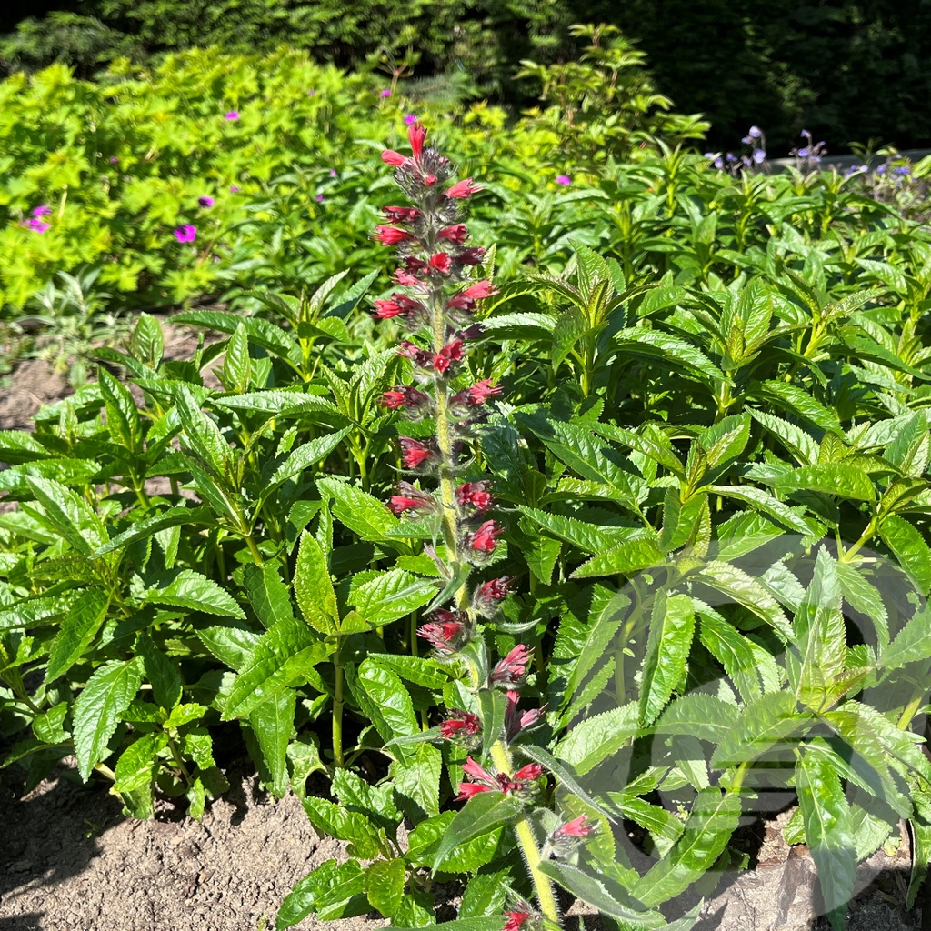 Echium 'Red Feathers'