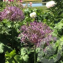 Allium 'Albopilosum'