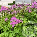 Thalictrum 'Black Stockings'®