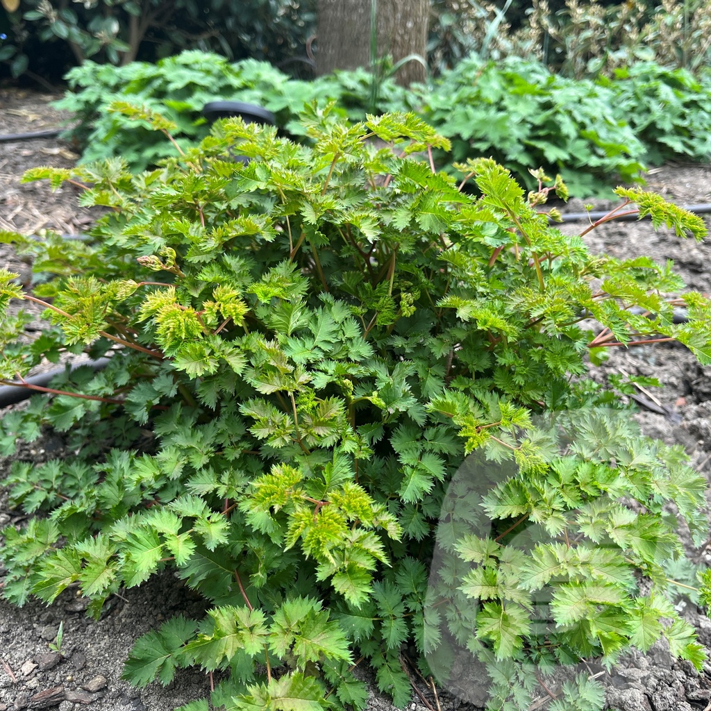 Aruncus 'Chantilly Lace'®