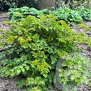 Aruncus 'Chantilly Lace'®