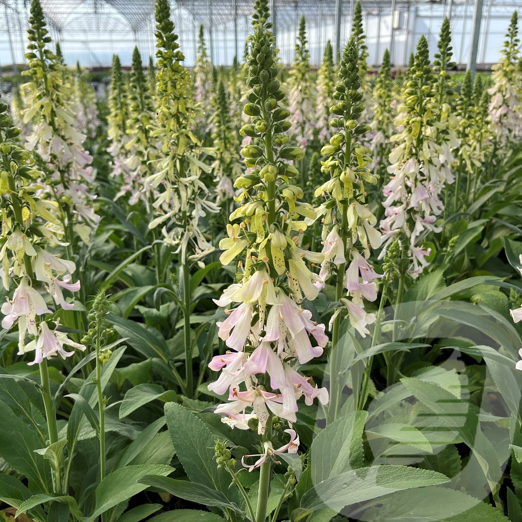 Digitalis 'Apple Blossom™'