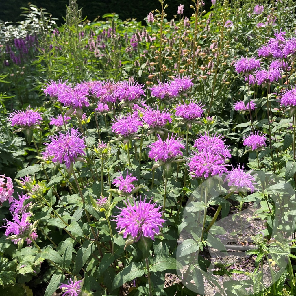 Monarda 'Pummel'