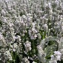 Lavandula ang. 'Vienco® Early White'