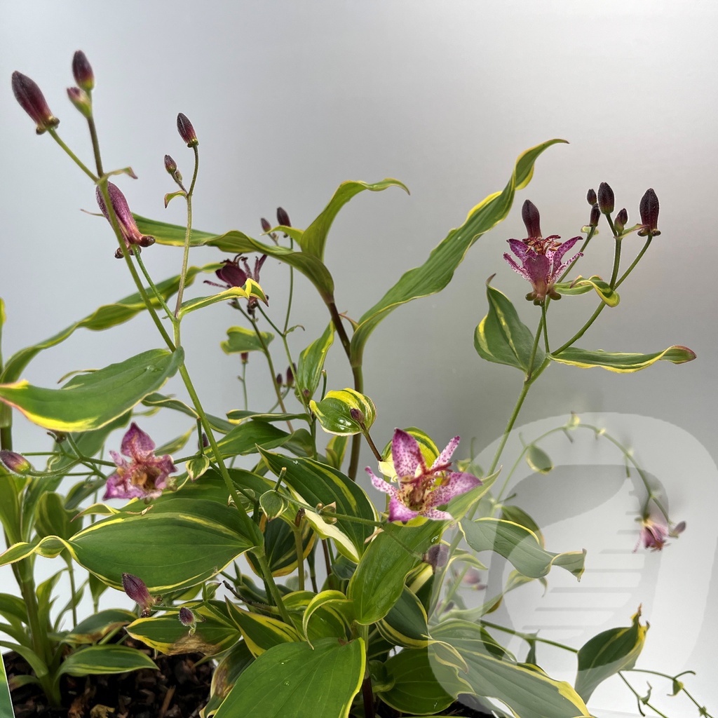 Tricyrtis 'Autumn Glow'