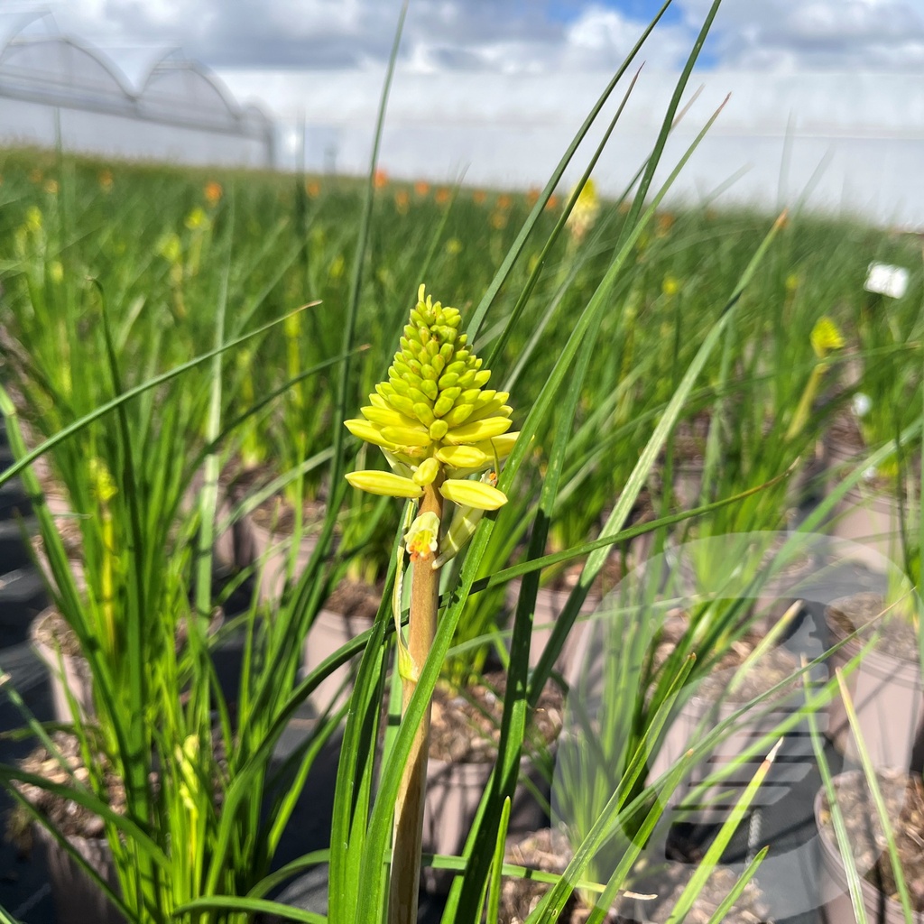 Kniphofia 'Poco™ Citron'®