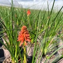 Kniphofia 'Poco™ Orange'®