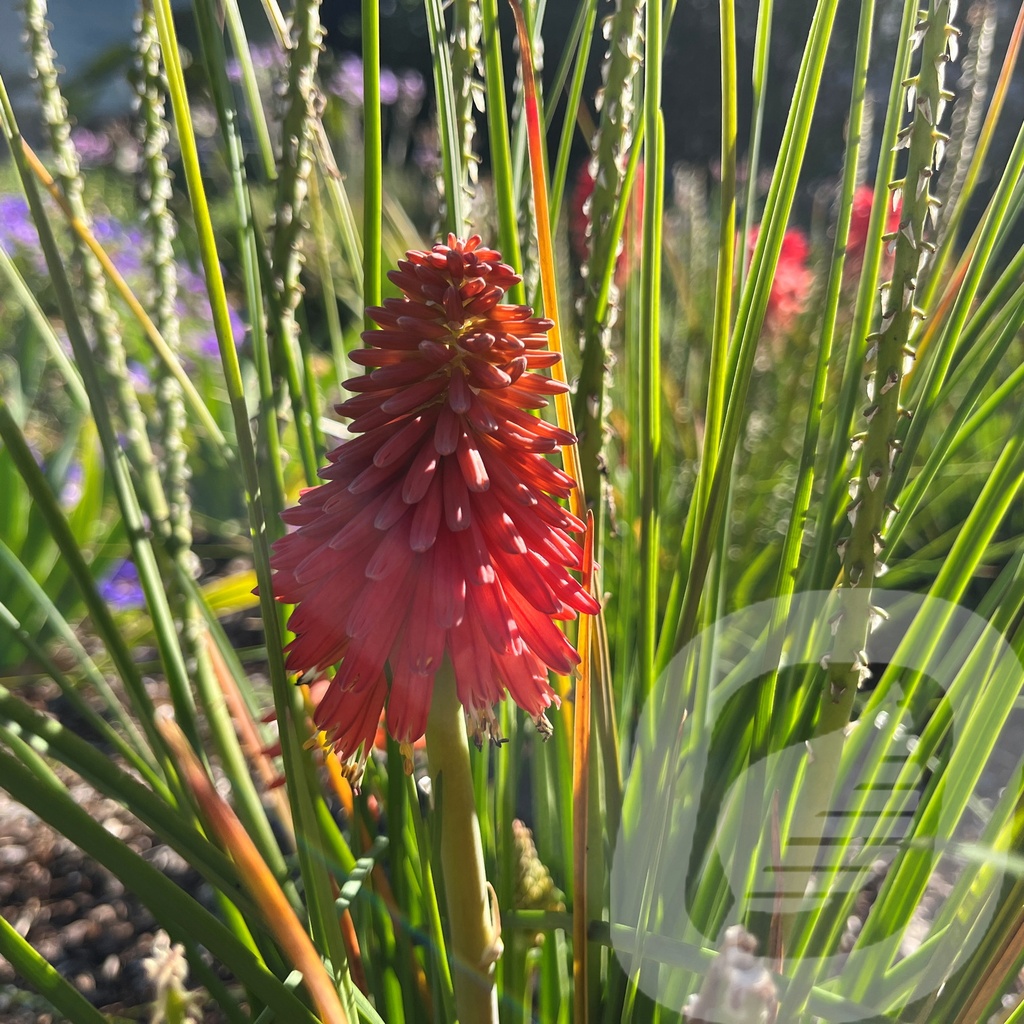 Kniphofia 'Poco™ Red'®