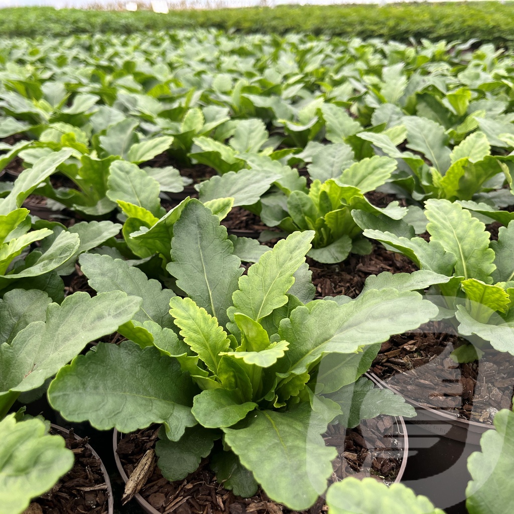 Wulfenia carinthiaca