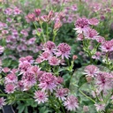 Astrantia 'Pink Pride'