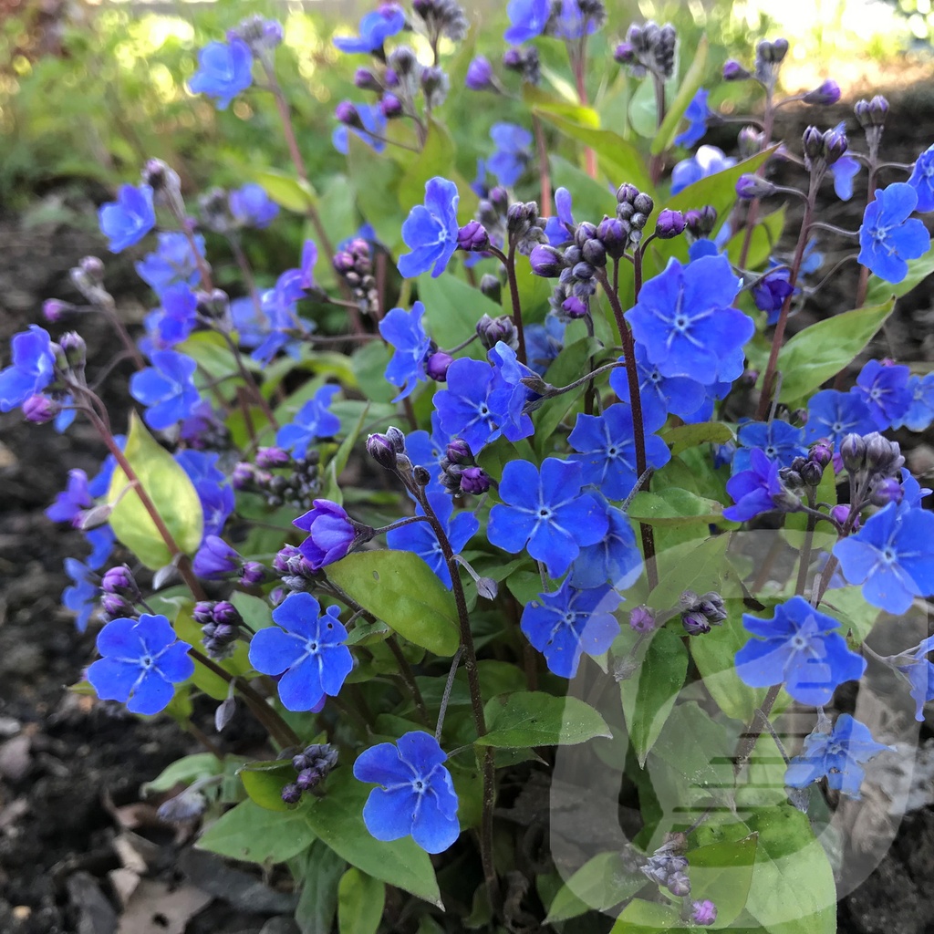 Omphalodes 'Cherry Ingram'