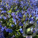 Omphalodes 'Cherry Ingram'