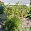 Aruncus 'Fairy Hair'®