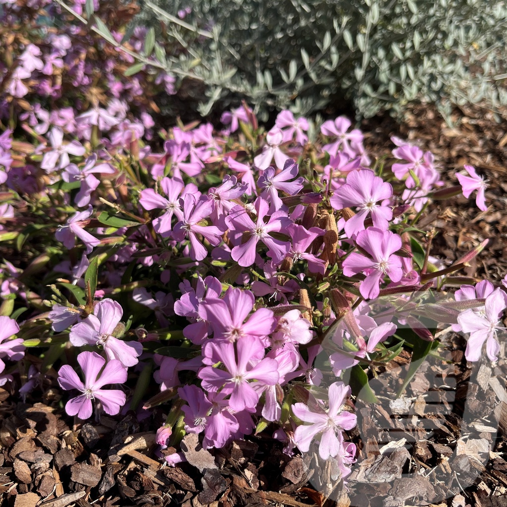 Saponaria 'Max Frei'