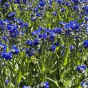 Lindelofia 'Fritz Pick'®