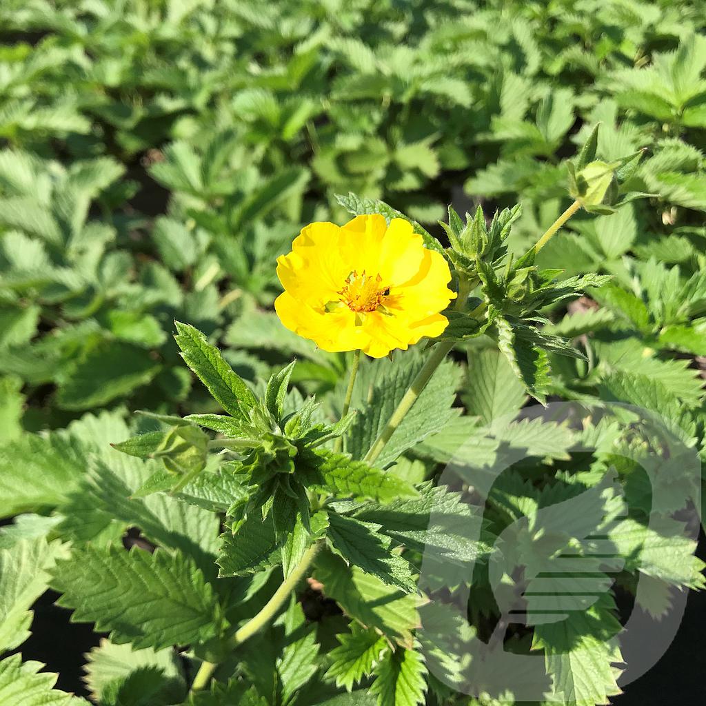 Potentilla 'Mont d'Or'