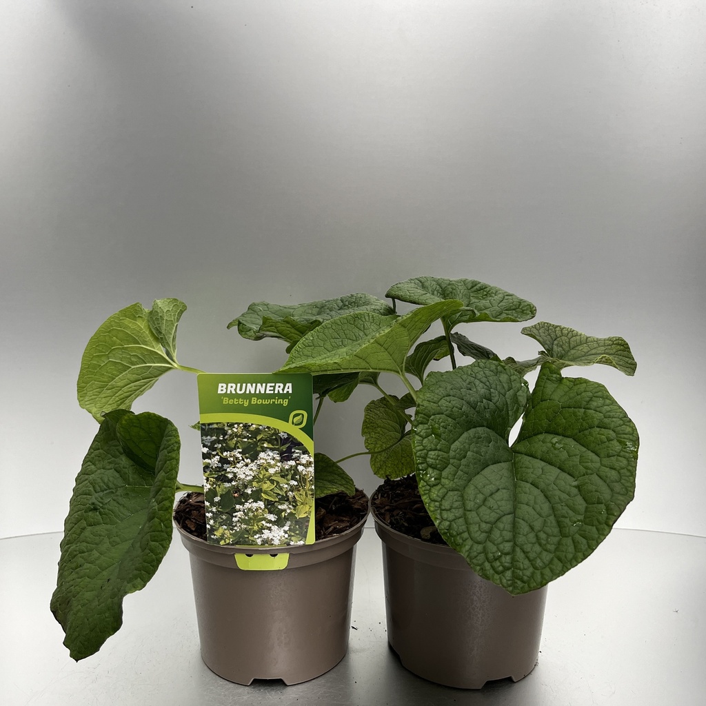[BRUBBOWR-C2] Brunnera macr. 'Betty Bowring'