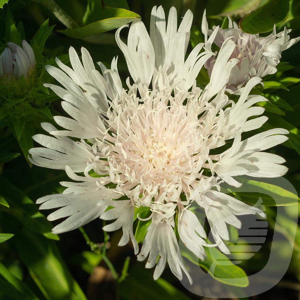 [STODICIN-C2] Stokesia 'Divinity'®