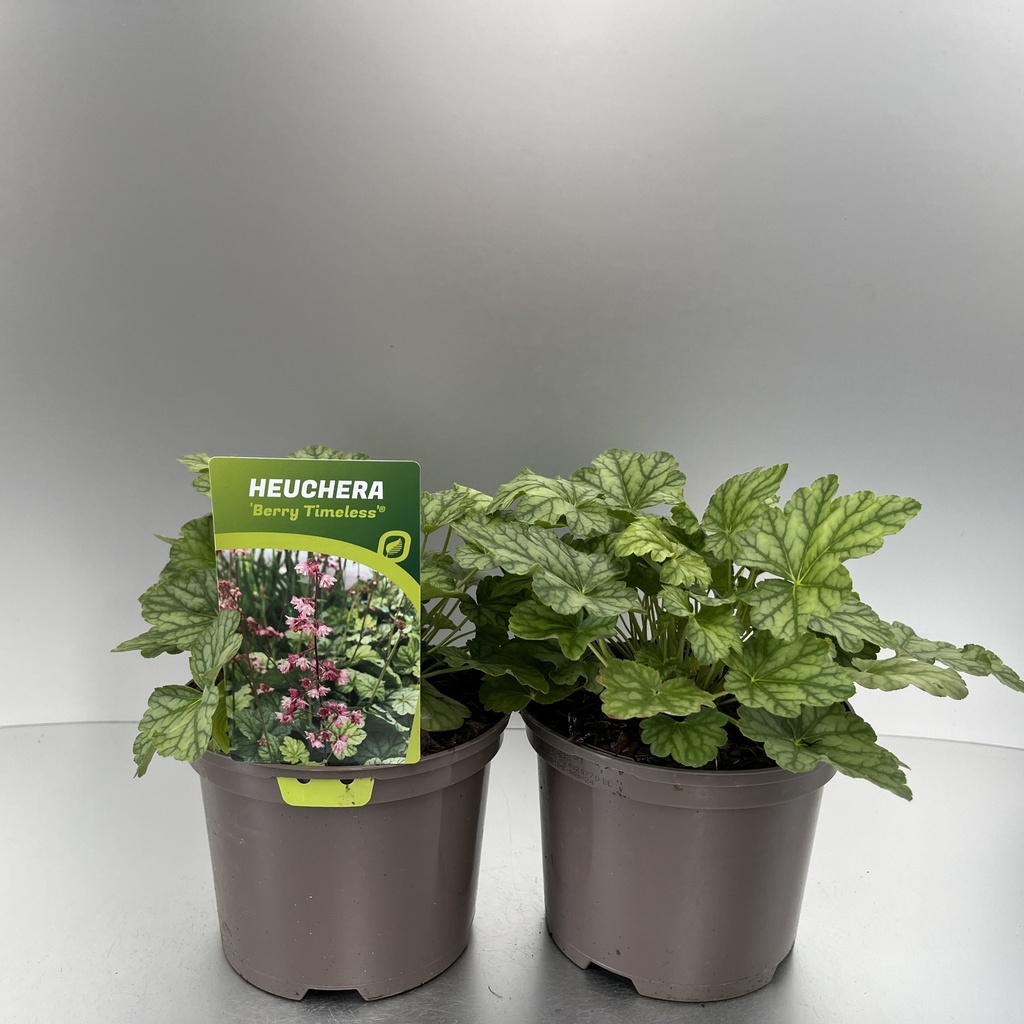 [HEUBTIME-C2] Heuchera 'Berry Timeless'®