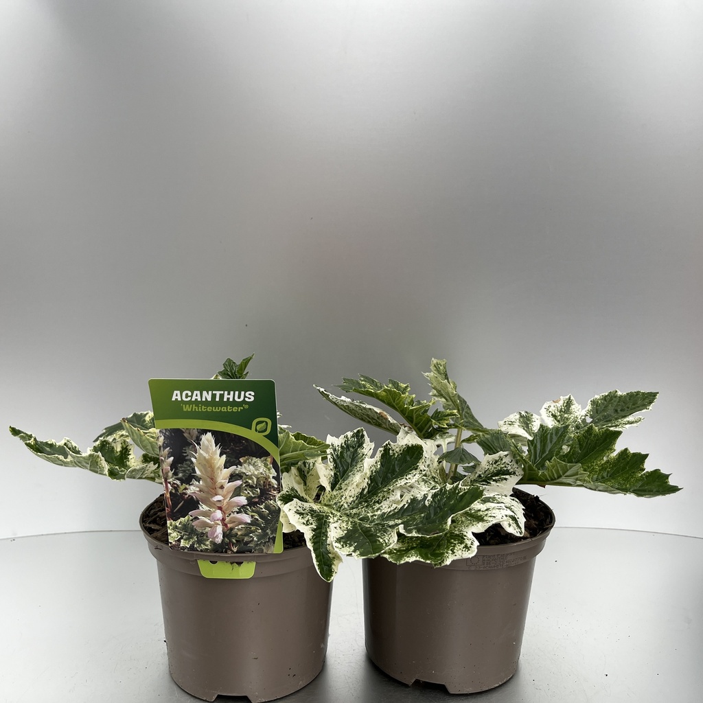 [ACAWHITE-C2] Acanthus 'Whitewater'®