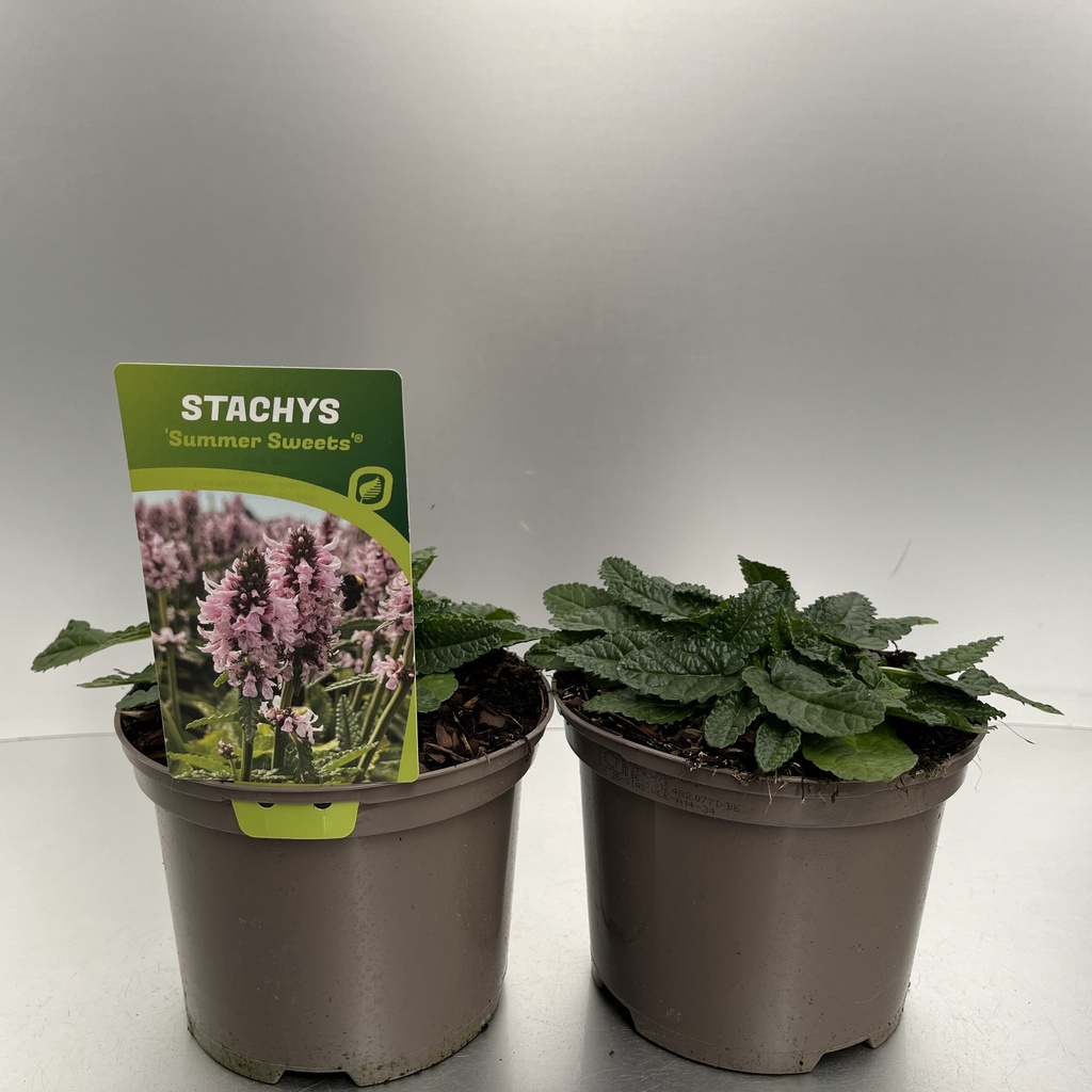 [STASSWEE-C2] Stachys ‘Summer Sweets’®