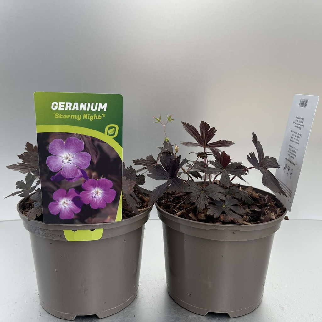 [GERSNIGH-C2] Geranium 'Stormy Night'®