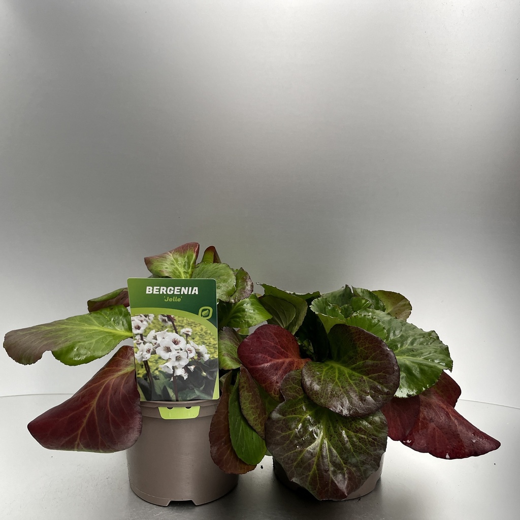[BERJELLE-C2] Bergenia 'Jelle'®