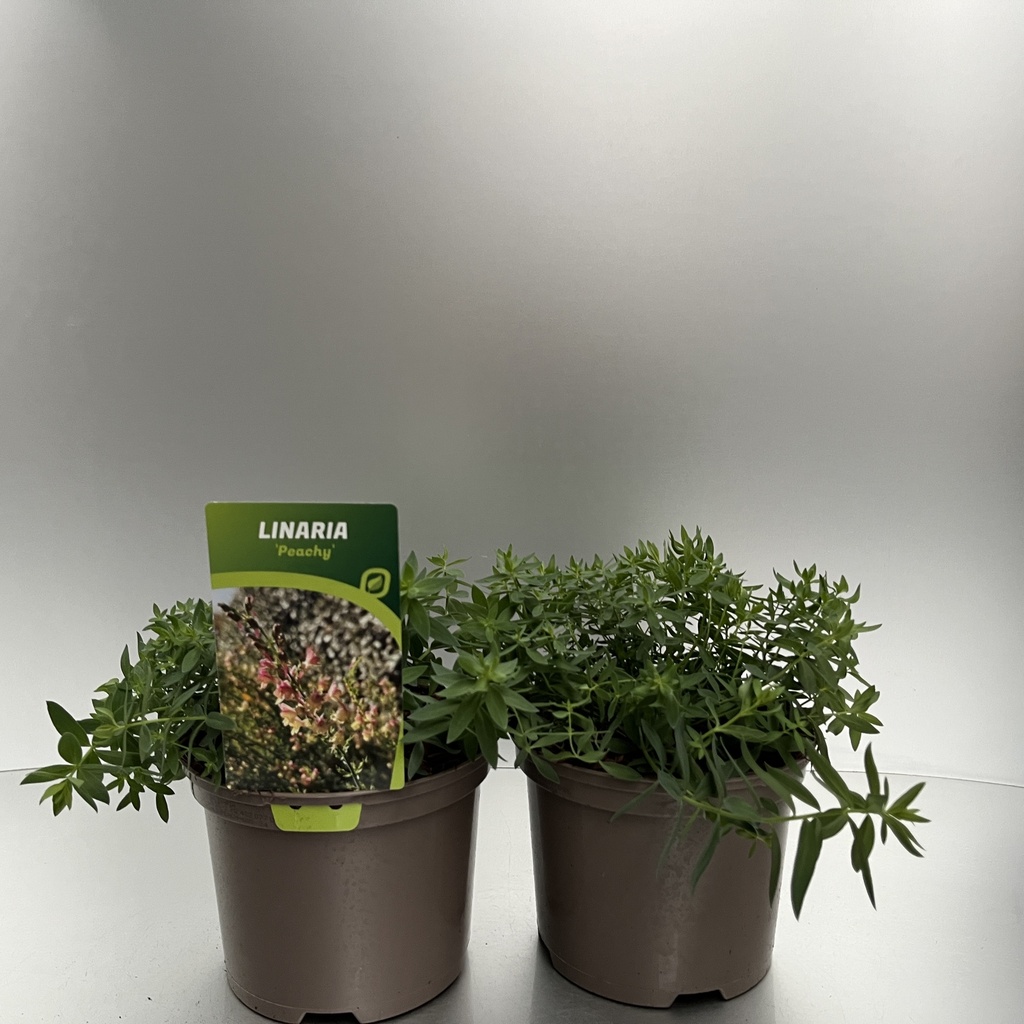 [LINPEACH-C2] Linaria 'Peachy'