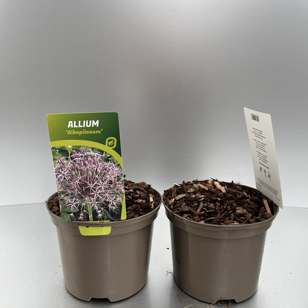 [ALLALBOP-C2] Allium 'Albopilosum'