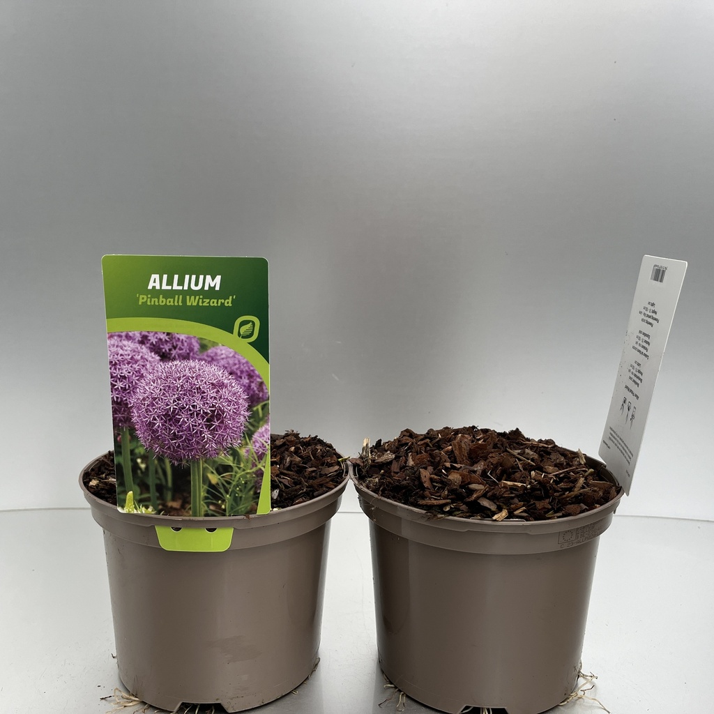 [ALLPWIZA-C2] Allium 'Pinball Wizard'