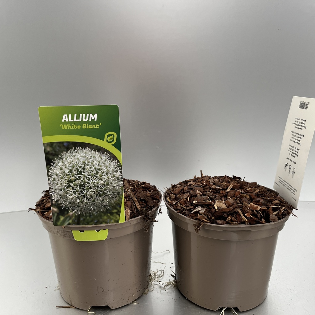 [ALLWGIAN-C2] Allium 'White Giant'