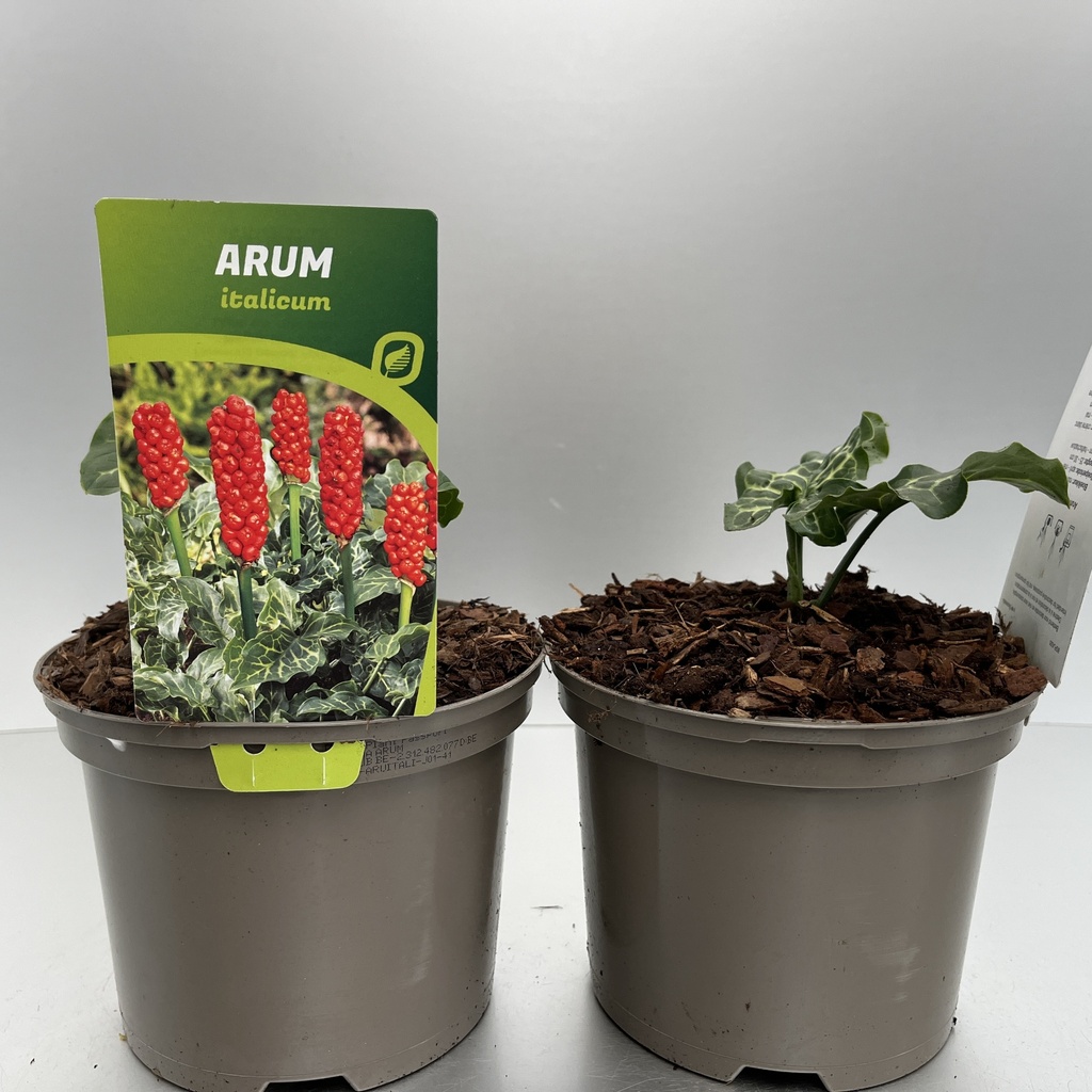 [ARUITALI-C2] Arum italicum