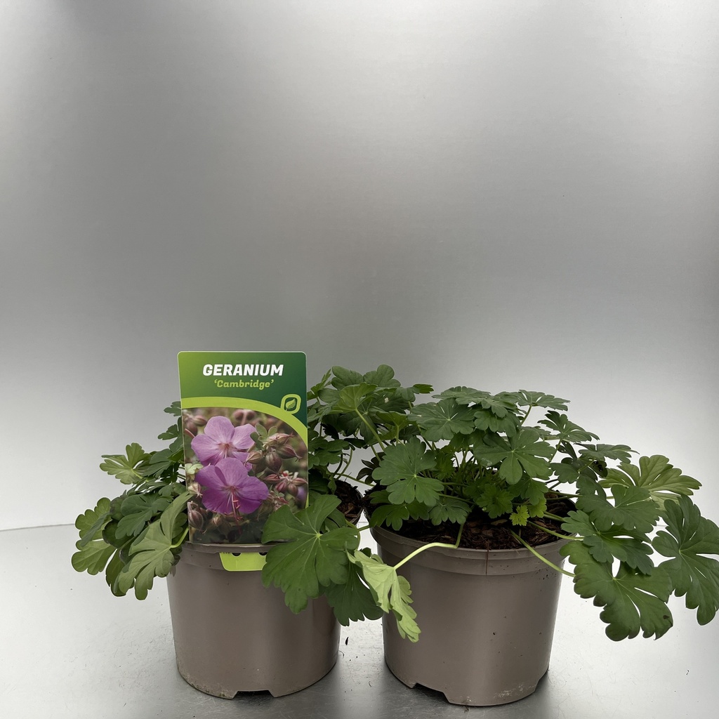 [GERCAMBR-C2] Geranium cant. 'Cambridge'