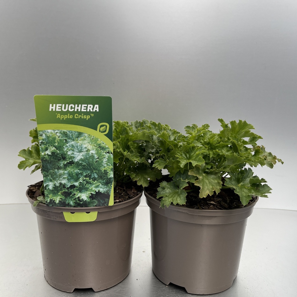 [HEUACRIS-C2] Heuchera 'Apple Crisp'®