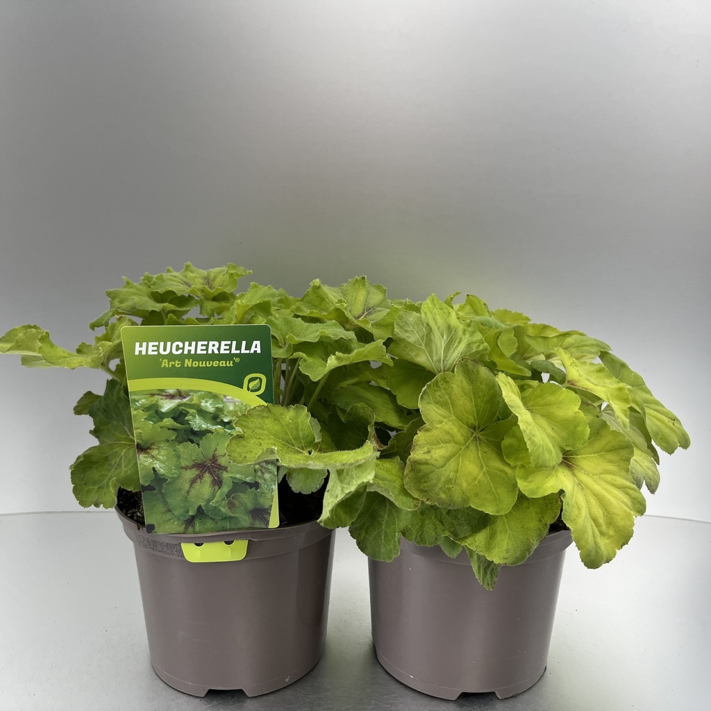 [HEUANOUV-C2] Heucherella 'Art Nouveau'®