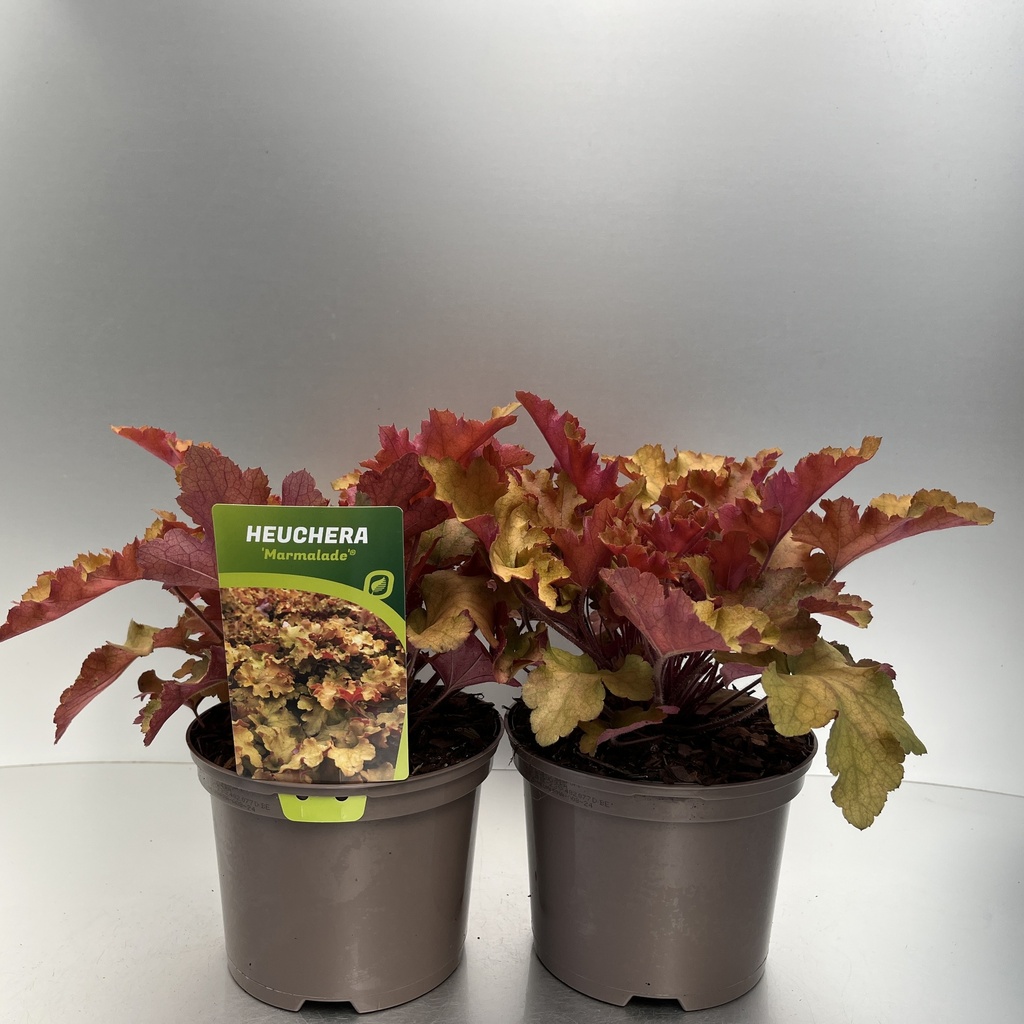 [HEUMARMA-C2] Heuchera 'Marmalade'®