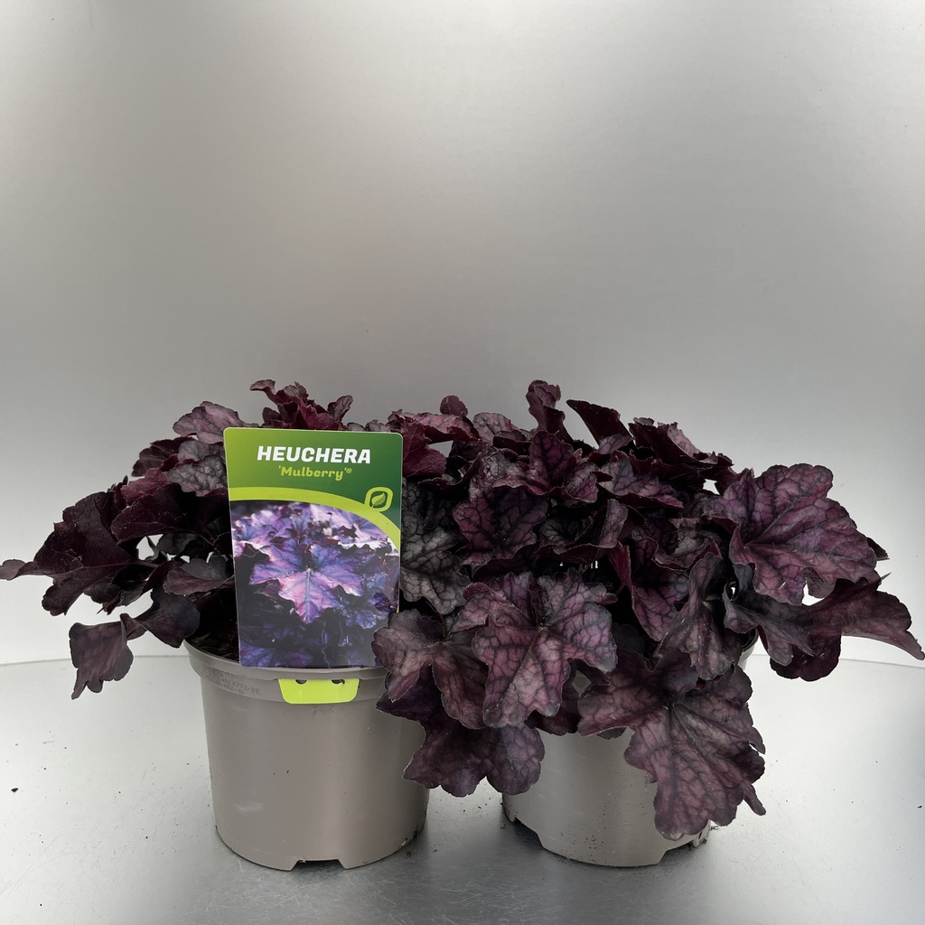 [HEUMULBE-C2] Heuchera 'Mulberry'®