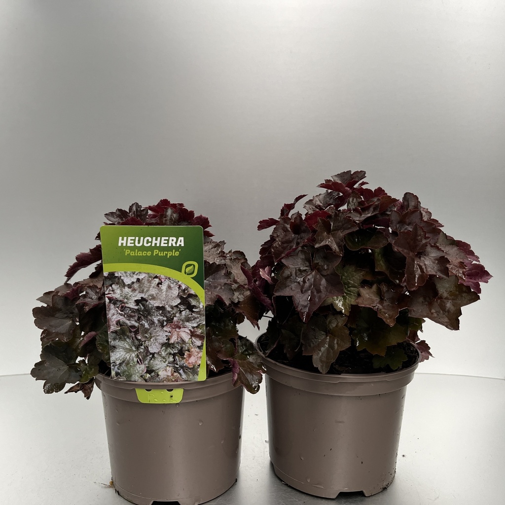 [HEUPPURP-C2] Heuchera micr. 'Palace Purple'
