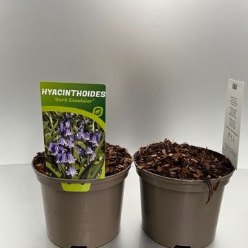 [HYADEXCE-C2] Hyacinthoides hispanica 'Dark Excelsior'