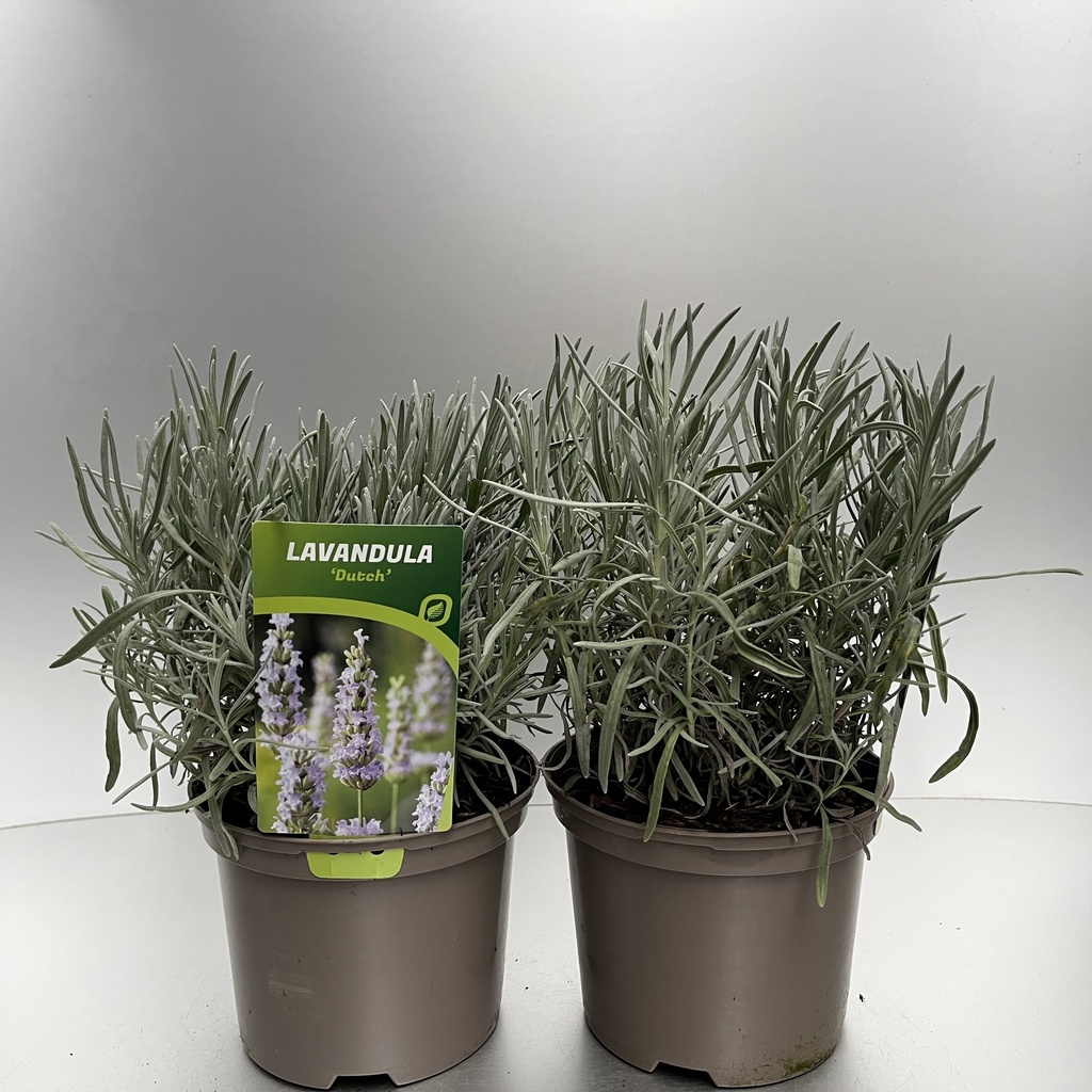 [LAVDUTCH-C2] Lavandula int. 'Dutch'