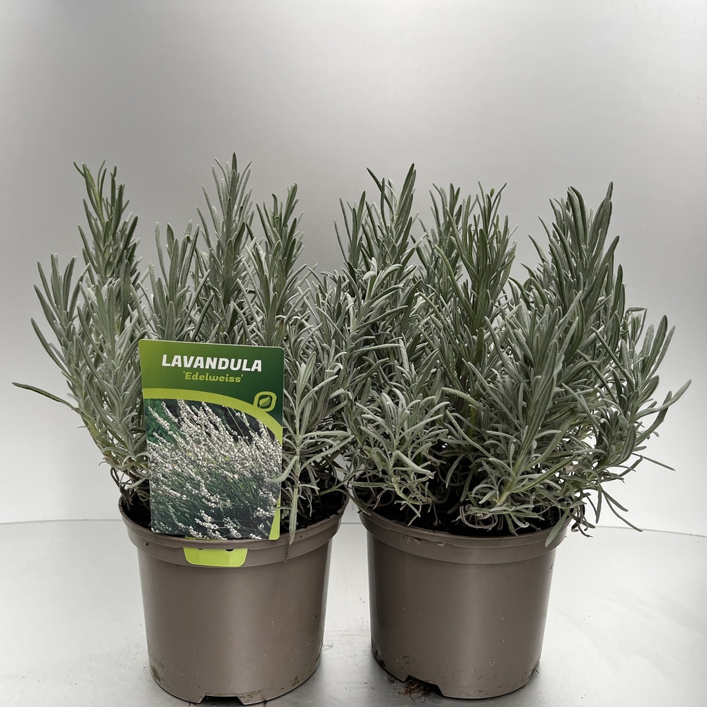 [LAVEDELW-C2] Lavandula ang. 'Edelweiss'